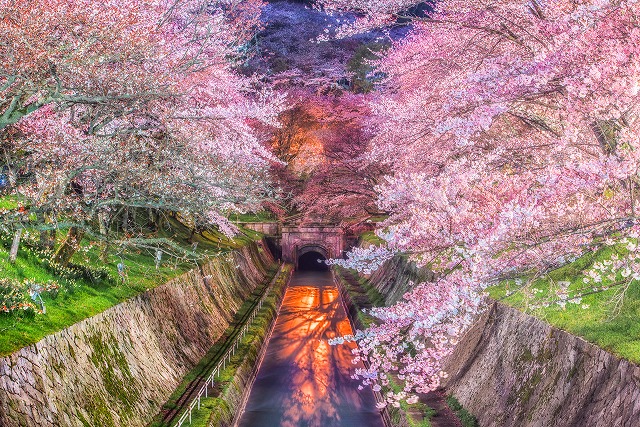 桜トンネル＠奈良